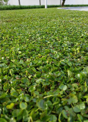 El Real Madrid cuenta con la Dichondra Repens