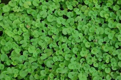 cesped-dichondra-repens-05