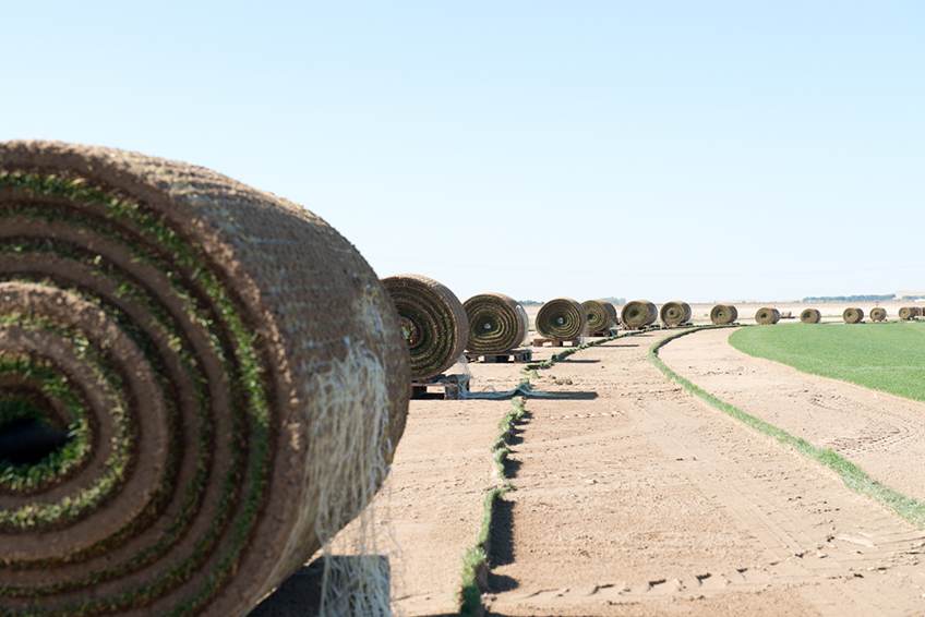 Rollos de tepes de césped