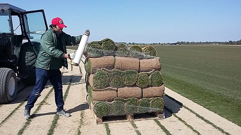 Rouleaux de gazon naturel