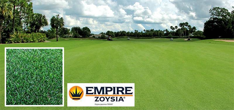 tepes-cesped-Zoysia-Empire