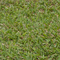 Bermuda Sunday